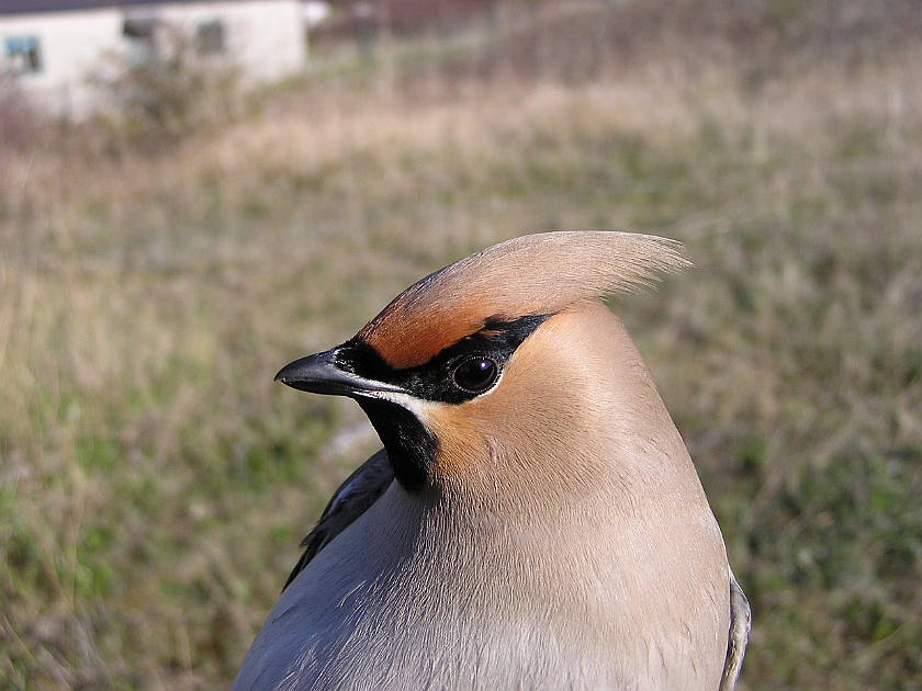 Bohemian Waxwing, Sundre 20050513